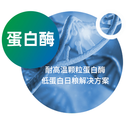 单酶丨耐高温蛋白酶-低蛋白日粮解决方案
