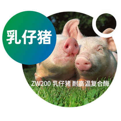 复合酶 | EW200-乳仔猪耐高温复合酶