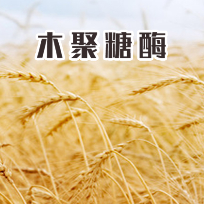 单酶丨木聚糖酶