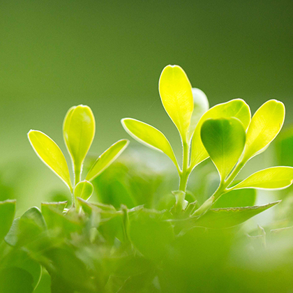 乳清发酵粉-食品天然保鲜方案