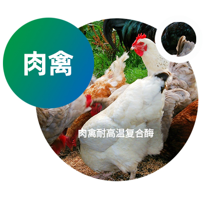 复合酶 | 肉禽耐高温复合酶